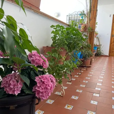 Flores De San Basilio * Cordoba